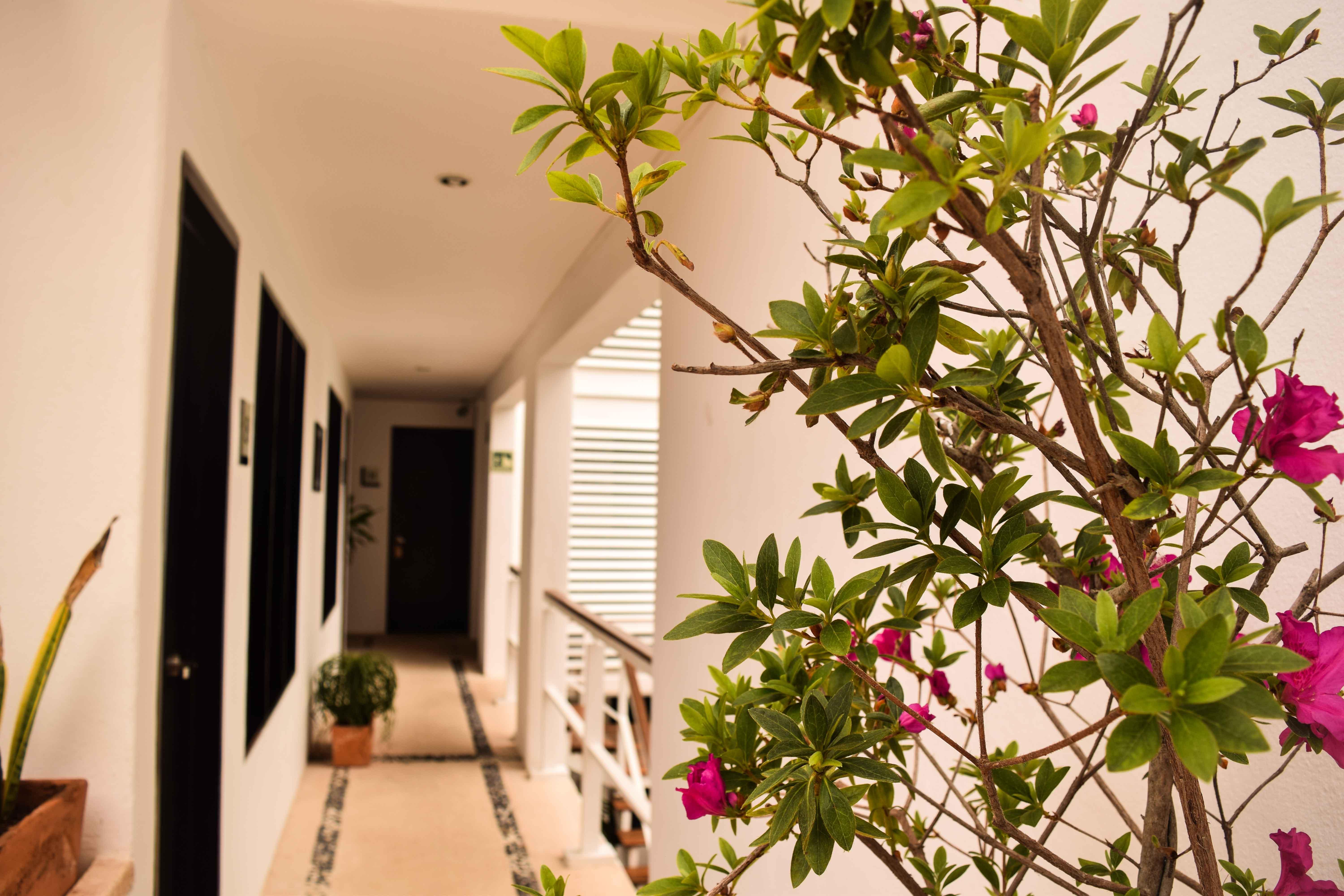 Casa Ticul Hotel Boutique - 5Th Ave (Adults Only) ปลายาเดลการ์เมน ภายนอก รูปภาพ